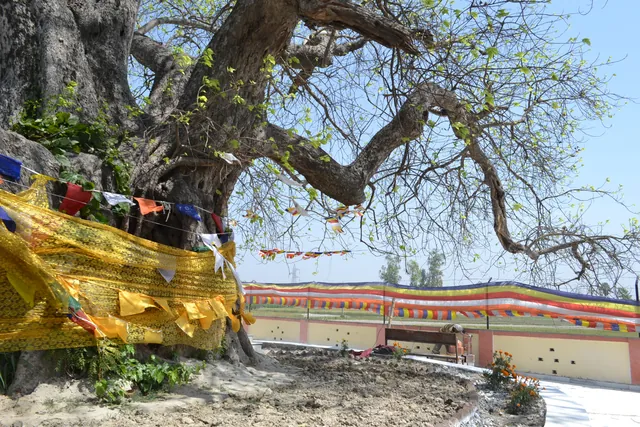 Sacred tree and prayer flags at the Buddha Relic Distribution Site in Kushinagar